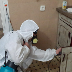 Дезинфекция от муравьев в квартире в Гавриловом Посаде